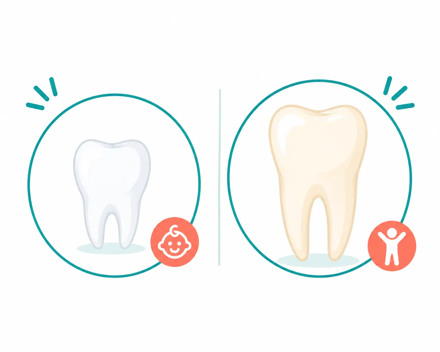 Illustration comparing a small white baby tooth to a larger adult tooth.